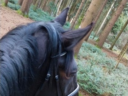 Bild 3:Norikerstute tragend