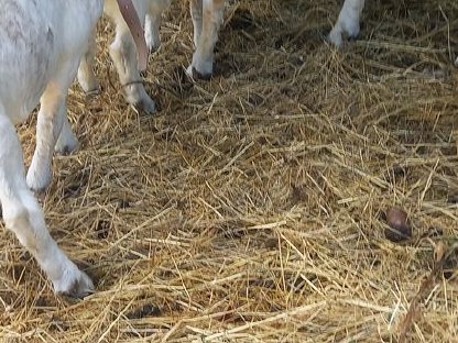 Bild 7:Wer will ein süßes Burenböcklein