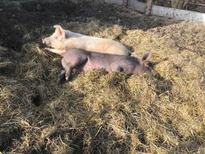 Bild 8:Landwirtschaft zum Pachten oder auf Leibrente gesucht, BIO