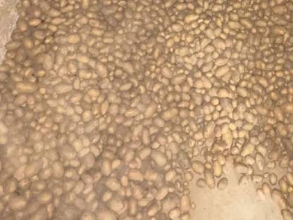 Bild 3:Speisekartoffel Ditta