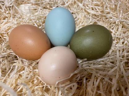 Bild 2:Olivleger-Bruteier