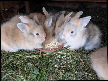 Bild 3:Löwenkopf Zwergkaninchen in allen Farben