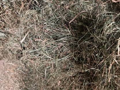 Bild 3:Heu 3. Schnitt