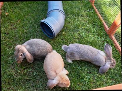 Zwergkaninchen