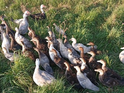 Enten