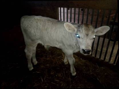Tiroler Grauvieh Bio-Stierkalb