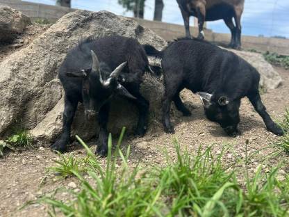 Bild 3:Zwergziegen Böcke