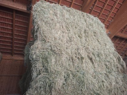 Bild 2:Kammergetrocknetes Heu, 2. Schnitt 2025