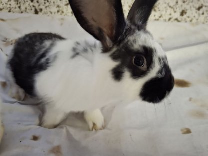 Bild 7:Kaninchen, Fleischhasen/Schlachthasen