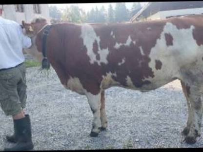 Bild 2:Trächtige Fleckviehzuchtkalbin