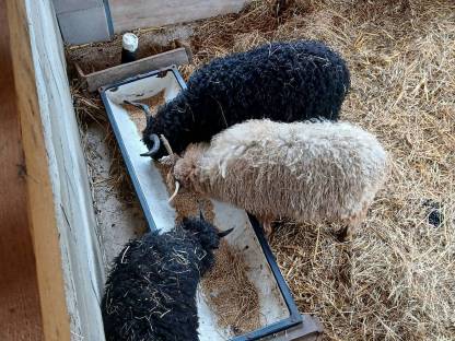 Bild 4:Zackelschafe Lämmer