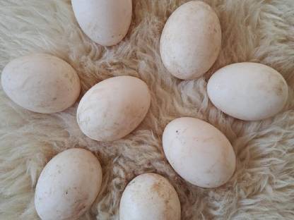 Bild 3:Rouen Clair Enten und Eier