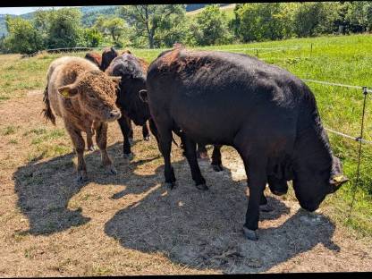 Bild 2:Galloway Kalbinnen und Stiere