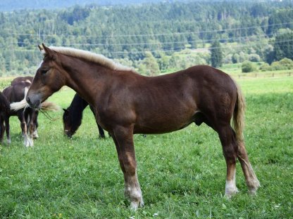 Bild 5:Zentimeter Schaunitz Noriker Dunkelfuchs Hengstfohlen