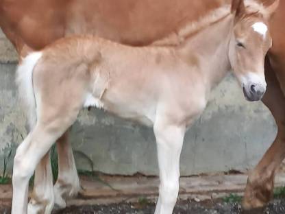 Haflinger Stute einjährig