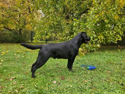 Bild 5:Labrador Deckrüde mit FCI Ahnentafel