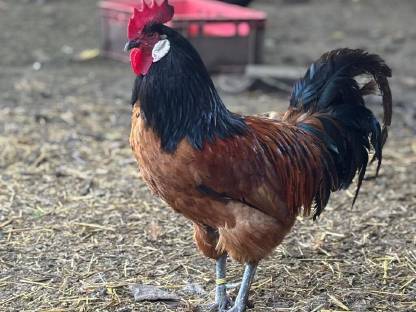 Bild 7:Vorwerk Bruteier