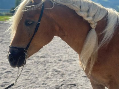 Bild 2:Verkaufe 5-jährige Südtiroler Stute