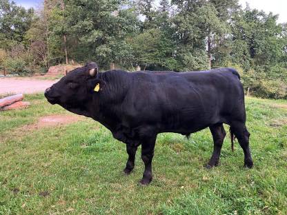 Bio Wagyu-Stier reinrassig