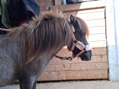 Bild 8:Minishetty Hengstfohlen