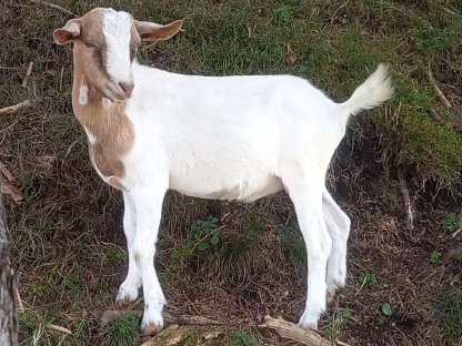 Bild 2:Buren-Mix Ziege und Bock