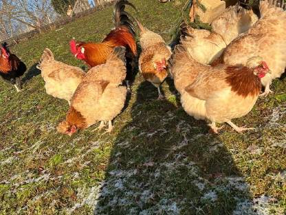 Bild 6:Bruteier und Jungtiere vom Sulmtalerhuhn, weizenfarbig