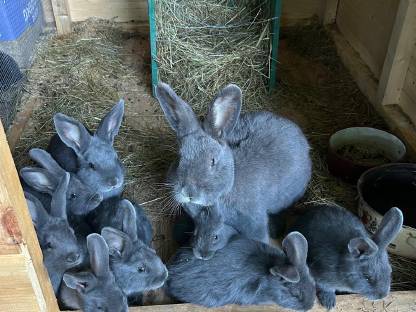 Bild 4:Blaue Wiener Kaninchen