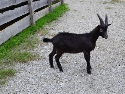 Aosta Bockkitz
