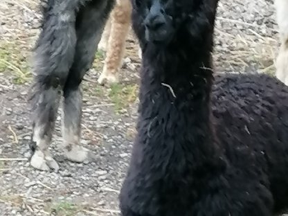 Bild 4:Alpaka Verkauf