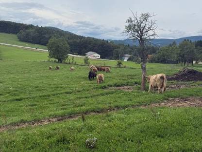 Hochlandrinder Bestand