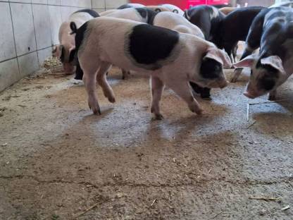 Bild 3:Verkaufen Berkshire x Pietrain und verschiedene Duroc-Kreuzungen