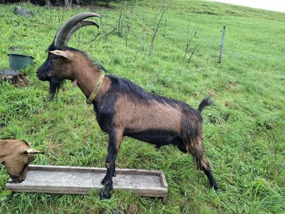 Bild 3:Verkaufe Ziegenbock