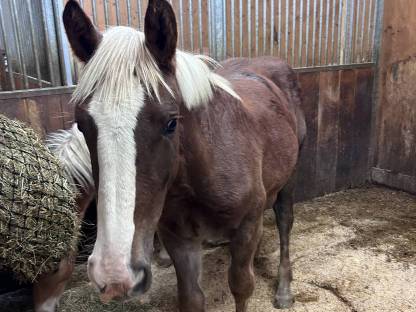 Bild 6:Noriker Fuchsstute