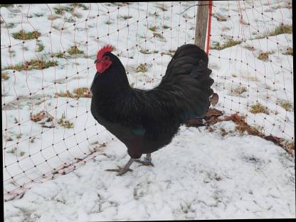 Bild 2:Australorps Stamm