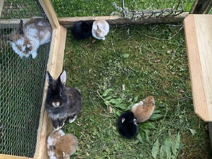 Bild 8:Zwergkaninchen