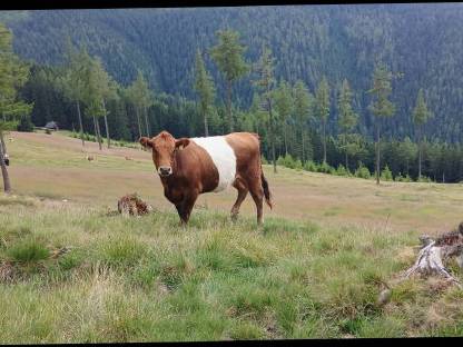 Bild 4:Galloway Kalbin