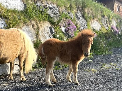 Bild 8:Minishetlandpony Fohlen zur Abgabe