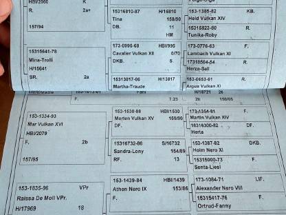 Noriker Zuchtstute und 1-jährige Stute