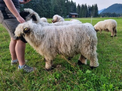 Bild 4:Walliser Schwarznasen HB