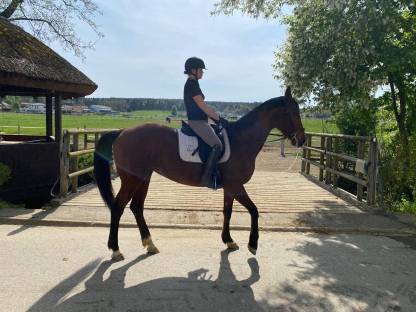 Bild 5:Trakehner aus unserem Gestüt suchen ein neues Zuhause