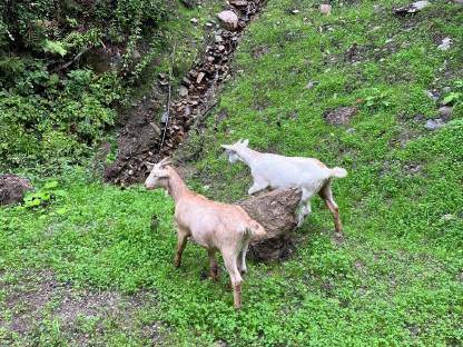 Bild 2:Weibliche Ziegen 4 Monate alt Anglo Nubier Mix