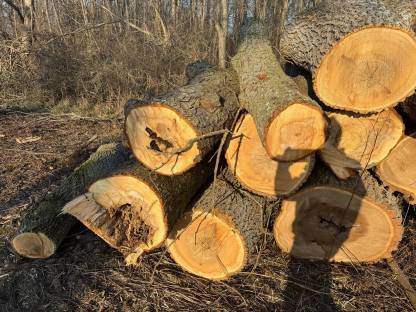 Bild 2:Drechselholz - Kastanie