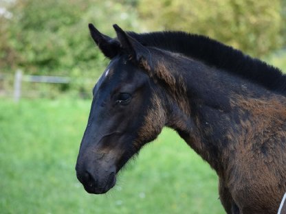 Bild 3:Walzerklang Nero Noriker Rapphengstfohlen zu verkaufen