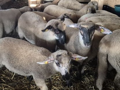 Bild 2:Merino-Suffolk-Lämmer