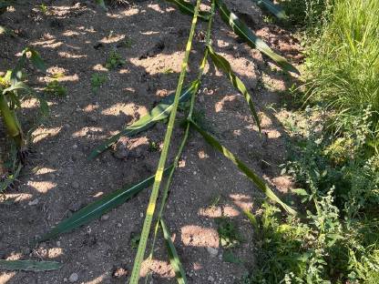 Bild 4:Silomais ab Feld