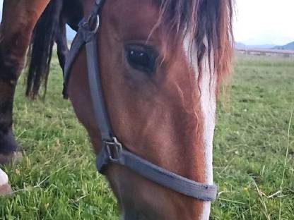 Bild 7:Süddeutsche Kaltblutstute