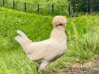 Bild 3:Zwergpaduaner Zwerghühner gestruppt Strupphuhn