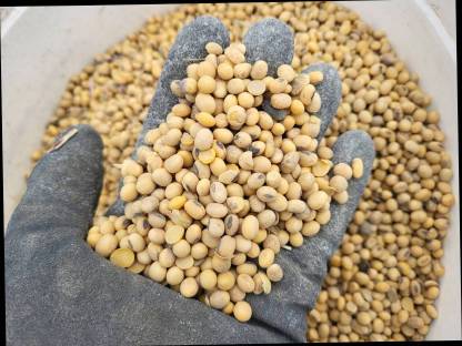 Bild 5:Organic Sunflower