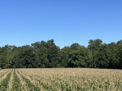 Mais ab Feld
