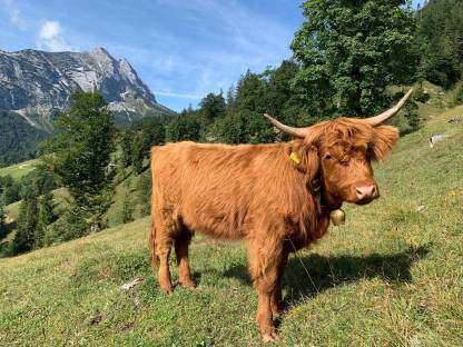 Bild 4:Hochlandrinder Kalbinnen BIO